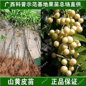 廣東黃皮樹苗批發(fā)全攻略 最新報價與選購指南
